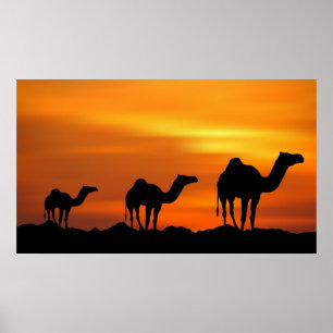Póster Camellos al atardecer