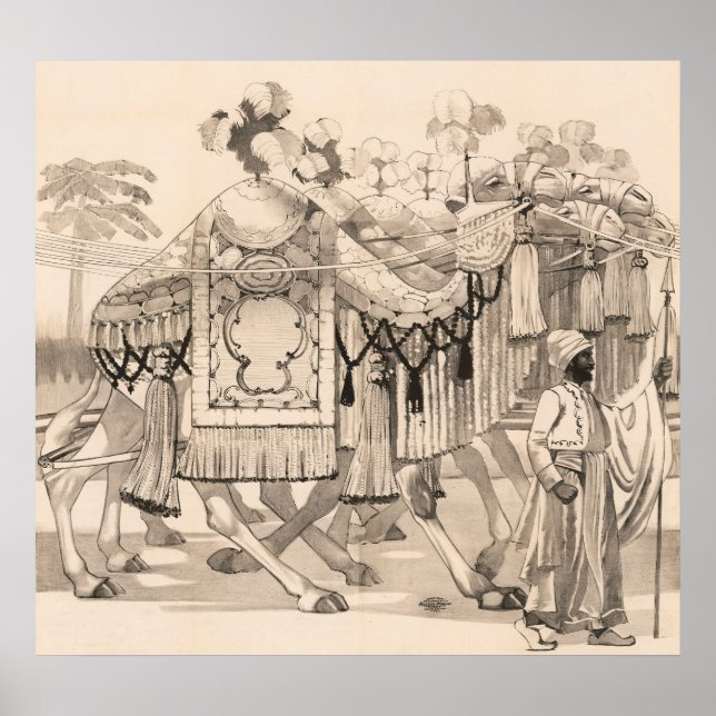 Póster Camellos Caminando Vestidos Con Vestido (Frente)