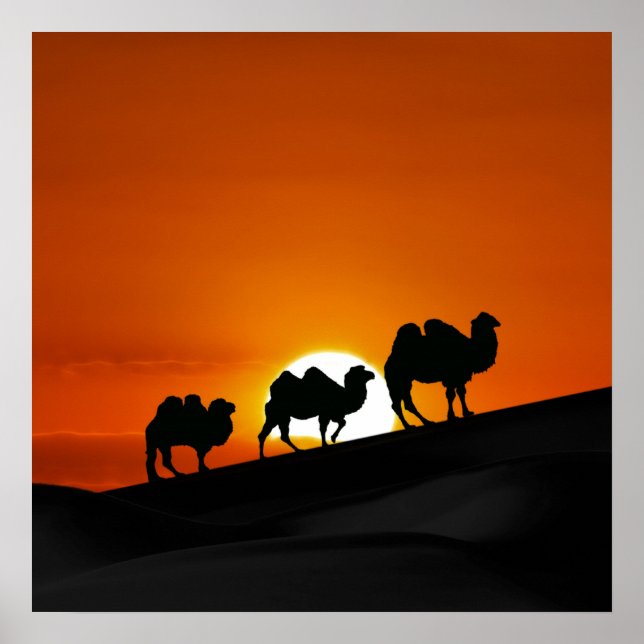 Póster Camellos del desierto al atardecer (Frente)