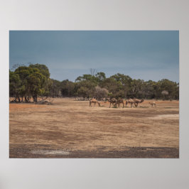 Póster Camellos del desierto arrasando en Australia