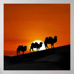 Póster Camellos del desierto en la puesta del sol