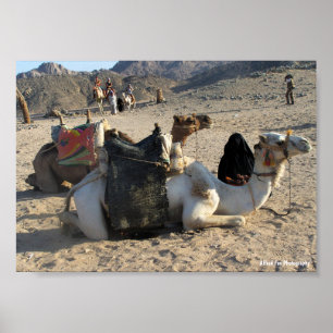 Póster Camellos descansando en el desierto