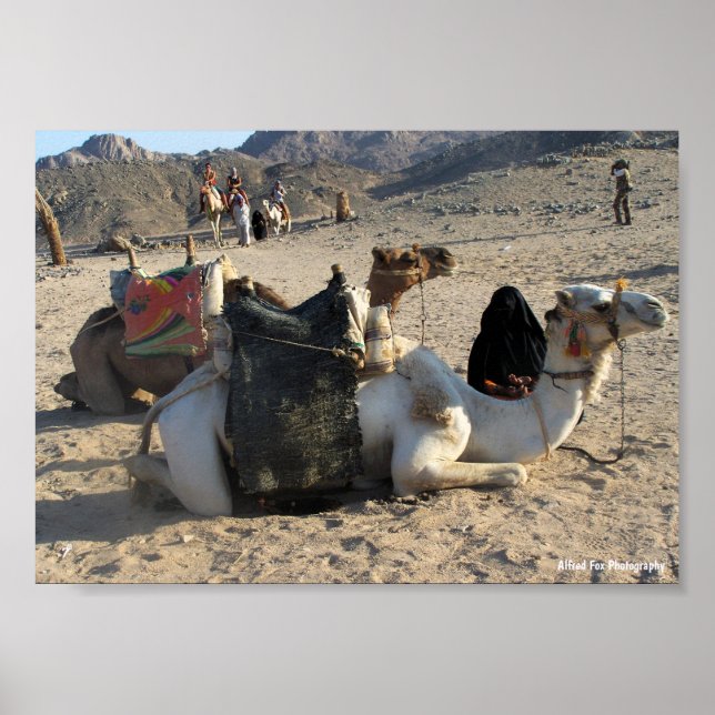 Póster Camellos descansando en el desierto (Frente)