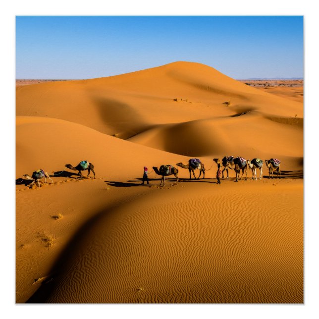 Póster camellos en el desierto bajo cielo azul (Anverso)