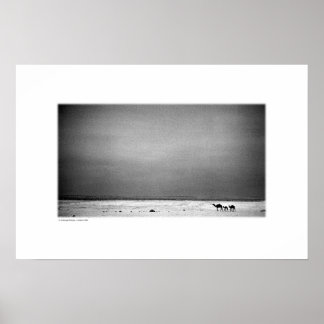 Póster Camellos en el desierto de Jordania (B&W)