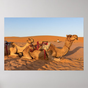 Póster Camellos en el desierto de Omán