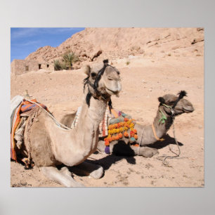 Póster Camellos en el desierto de St. Catherine. Egipto
