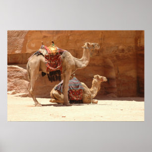 Póster Camellos en el Petra