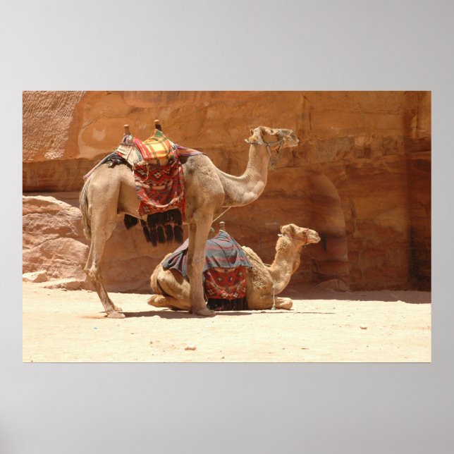 Póster Camellos en Petra (Frente)