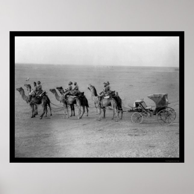 Póster Camellos lanzan un transporte por el Sahara 1901 (Frente)