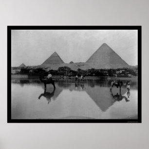 Póster Camellos y pirámides en Egipto 1899
