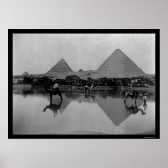 Póster Camellos y pirámides en Egipto 1899 (Frente)