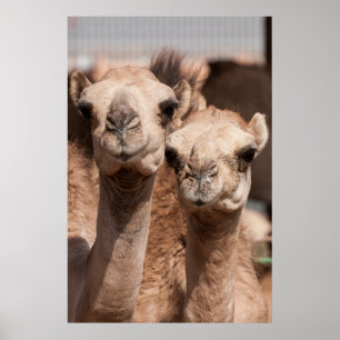 Póster Camels at the Camel market in Al Ain near Dubai