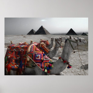 Póster Camels at the Pyramids