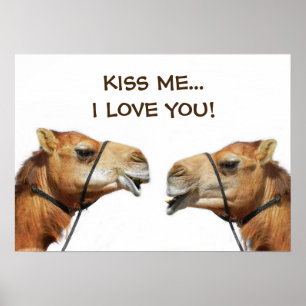Póster Camels Kissing Funny Poster