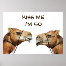 Camels Kissing Funny Poster