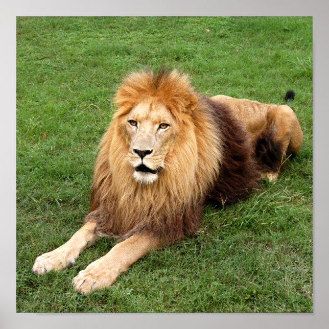 Póster Cameron 1 11x11 (Frente)