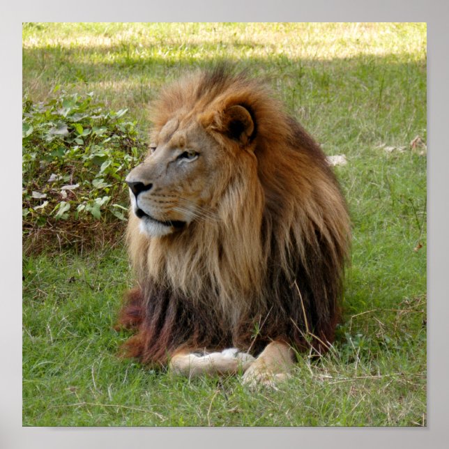 Póster Cameron 3 11x11 (Frente)