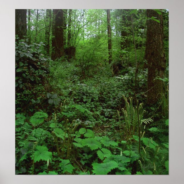 Póster Camina forestal GT 1 (Frente)