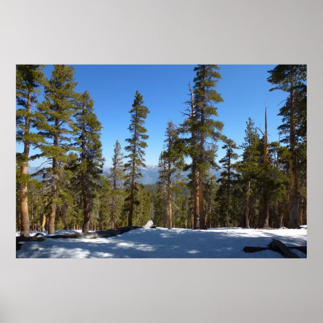 Póster Caminando desde el pico Mitchell en la secuoia (Frente)