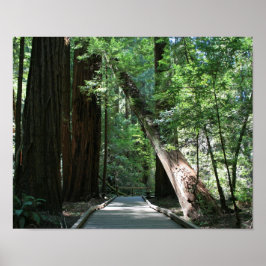Póster "Caminando entre gigantes", Muir Woods