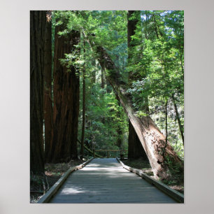 Póster "Caminando entre gigantes", Muir Woods