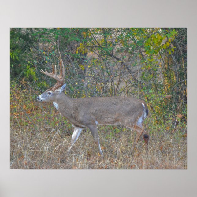 Póster Caminando Gran Deer Buck en Texas (Frente)