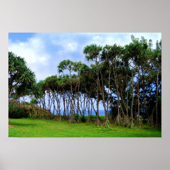 Póster Caminando palmeras en Hawái (Frente)