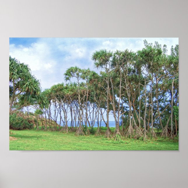 Póster Caminando palmeras en Hawái (Frente)