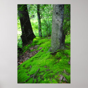 Póster Caminando por los bosques de Nimisilla con árboles