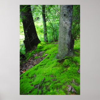 Póster Caminando por los bosques de Nimisilla con árboles