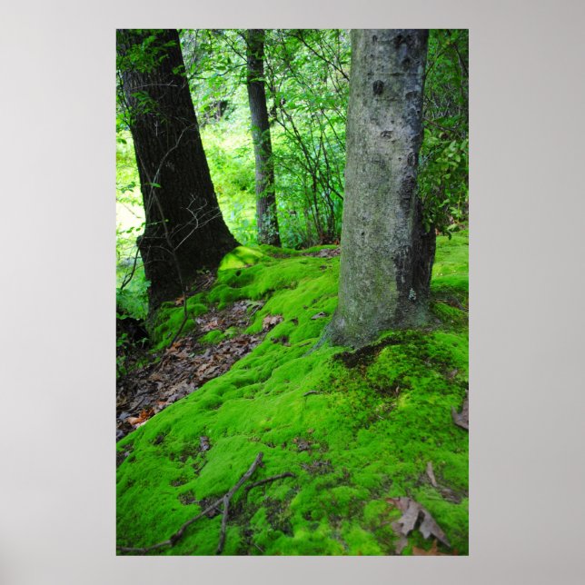 Póster Caminando por los bosques de Nimisilla con árboles (Frente)