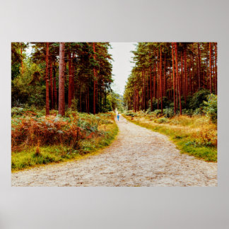 Póster Caminar en el bosque en la naturaleza