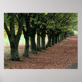 Póster Caminar por el bosque