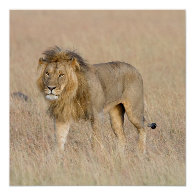 Póster Caminata de leones (Anverso)