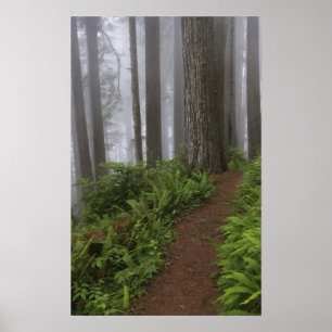 Póster Camino a través de los árboles de secuoya gigante 