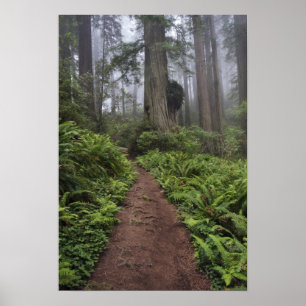 Póster Camino a través de los árboles de secuoya gigante 