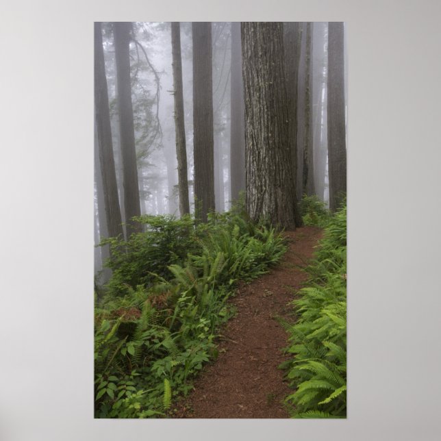 Póster Camino a través de los árboles de secuoya gigantes (Frente)