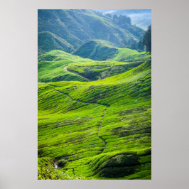 Póster Camino a través de plantaciones de té