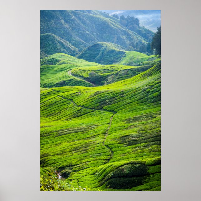 Póster Camino a través de plantaciones de té (Frente)