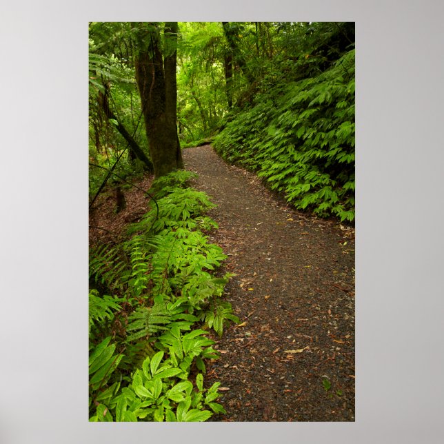 Póster Camino a través del bosque (Frente)