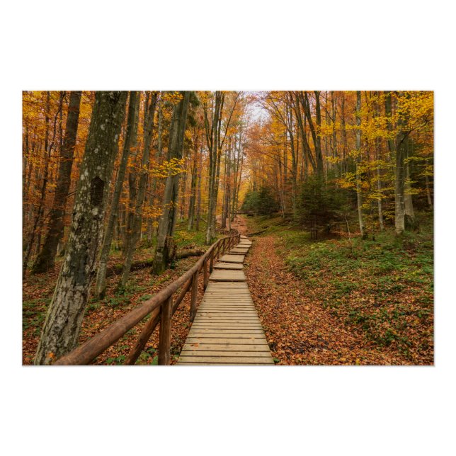 Póster Camino a través del bosque otoñal. (Anverso)