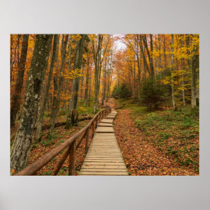 Póster Camino a través del bosque otoñal.