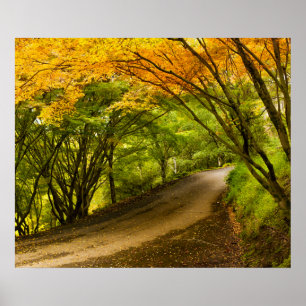 Póster Camino campestre en otoño