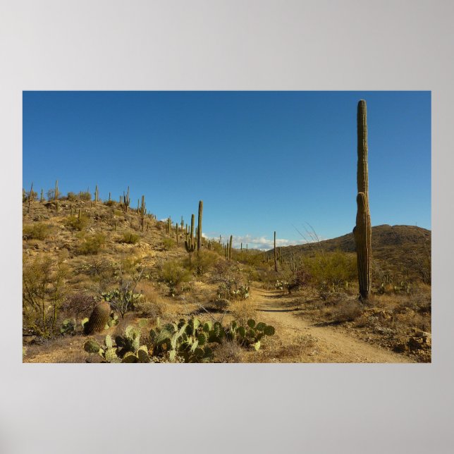 Póster Camino carillo de Saguaro en el Parque Nacional de (Frente)