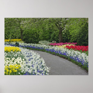 Póster Camino de acera a través de tulipanes y narcisos,