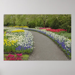 Póster Camino de acera por tulipanes y daffodias, 2