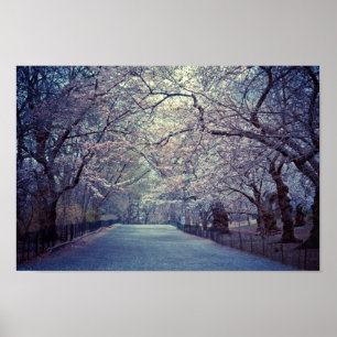 Póster Camino de la Florencia de Cerezos de Central Park