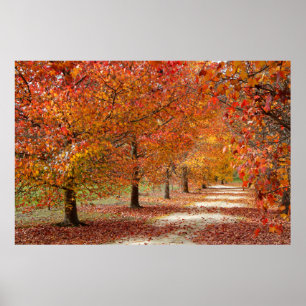 Póster Camino de otoño