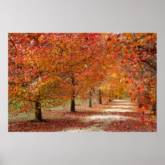 Póster Camino de otoño (Frente)
